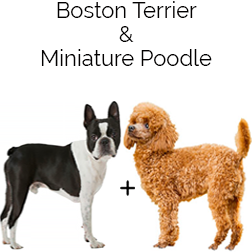 Bossi-Poo Dog